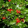 holly ، common holly ، European holly ، Christmas holly